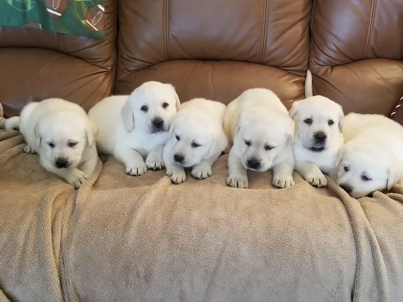Adams White Labradors