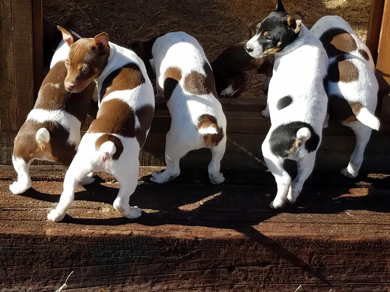 AdamsAcres Rat Terriers