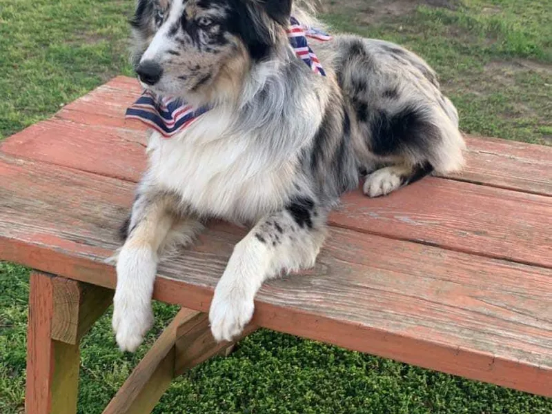 Addie’s Aussies