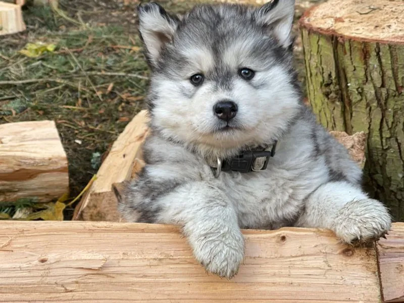 Addison Grove Huskies