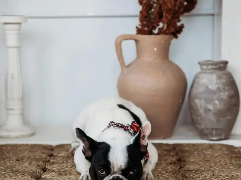 Addylane Frenchies