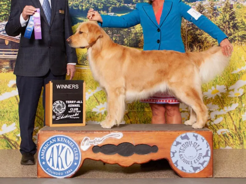 Adelaide’s Great Danes and Golden Retrievers