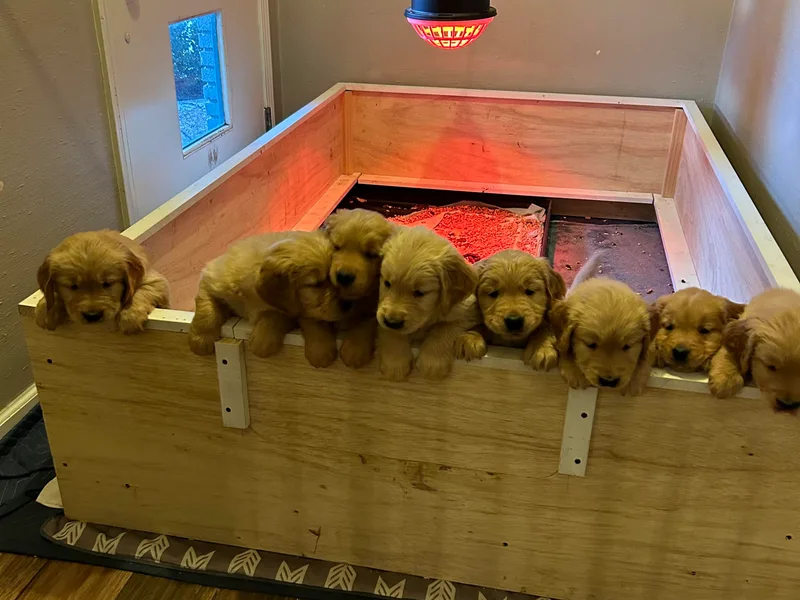 Adele's Golden Retrievers