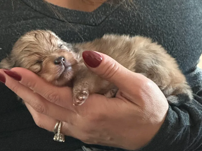 Adelia’s Adorable Poms