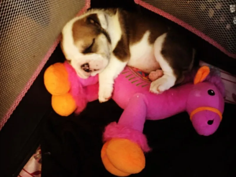 Adelina’s English Bulldogs