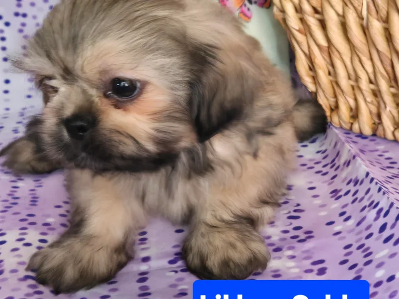 Adeline Joys Shih tzus of Roanoke Virginia