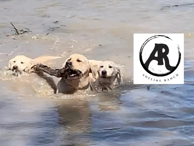 Adeline Ranch Labradors