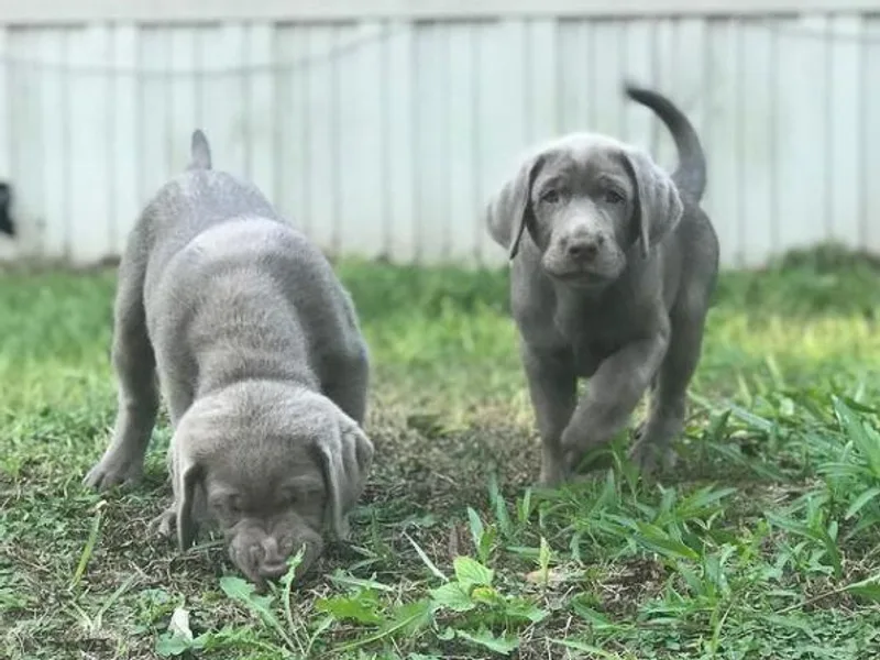 Adger Lake Labradors - Silver &amp; Charcoal