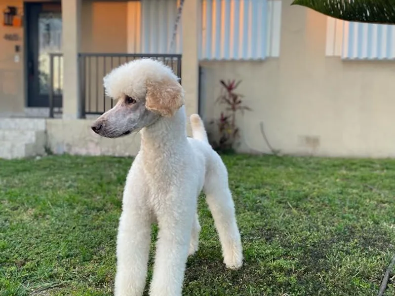 Adilen Standard Poodle