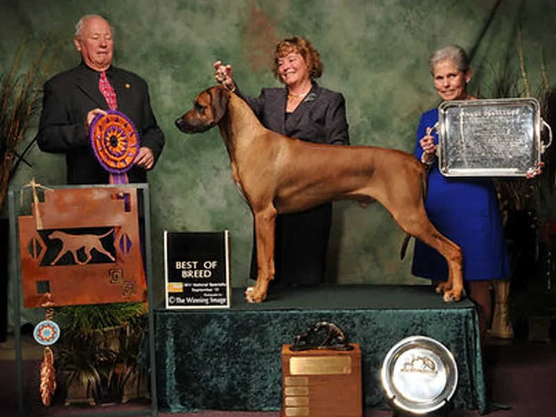 Adili Ridgebacks photo 1