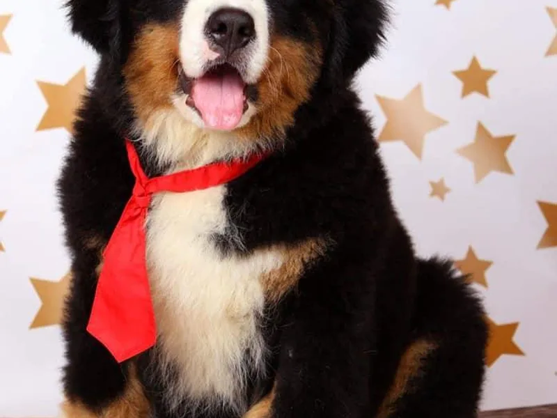 Adirondack Berners (CLOSED) photo 1