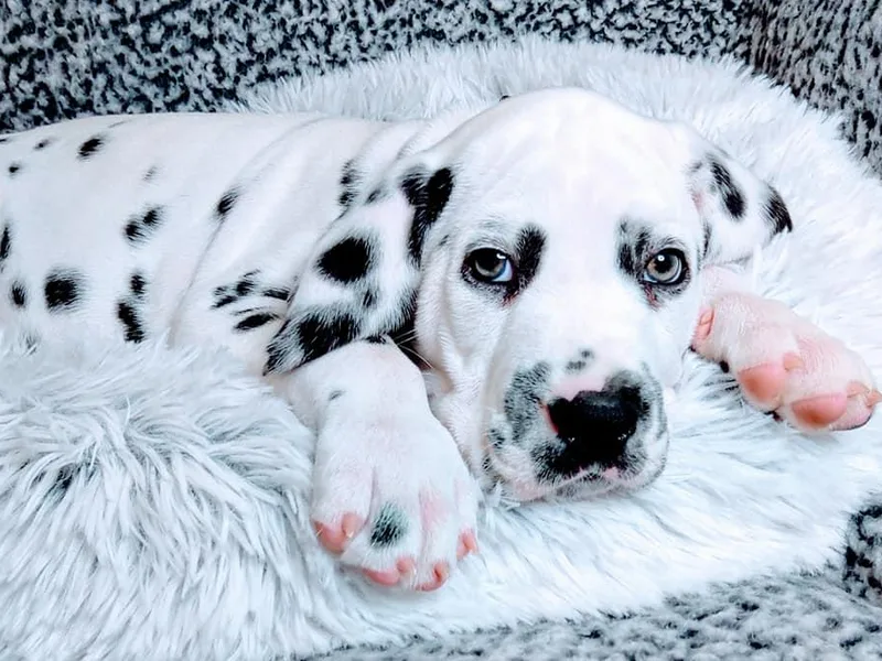 Adirondack Dalmatians photo 1