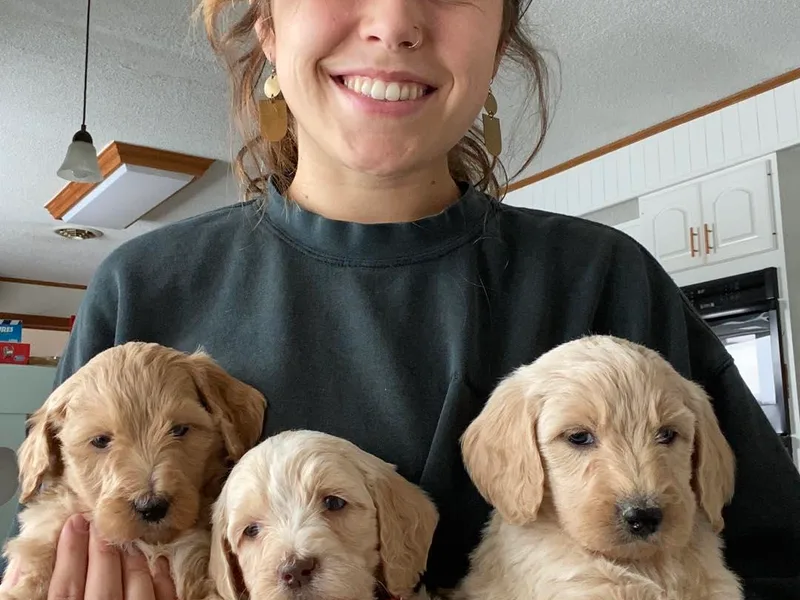 Adirondack Goldendoodles