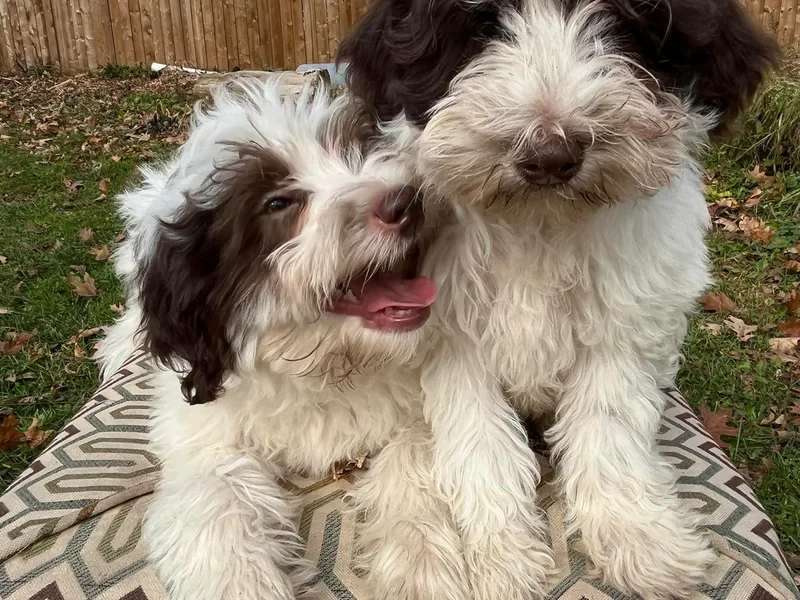 Adirondack Labradoodles