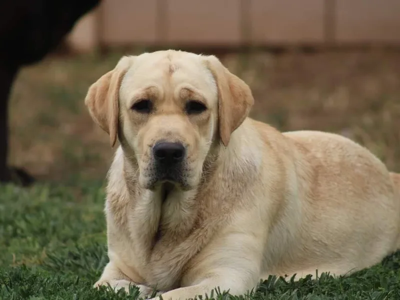 Adirondack Labradors