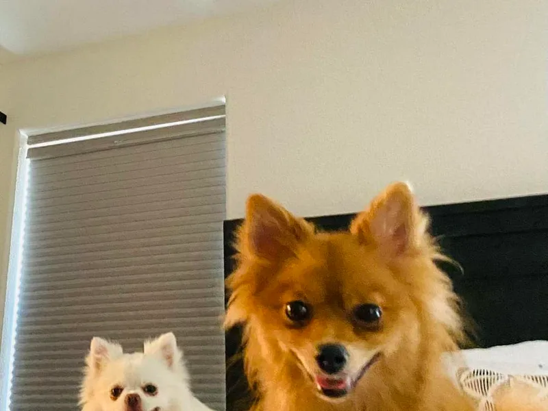Adita May's Pomeranians