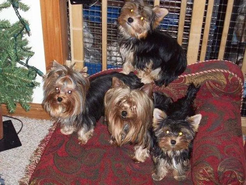 Adk Mountains Tiny Dreams