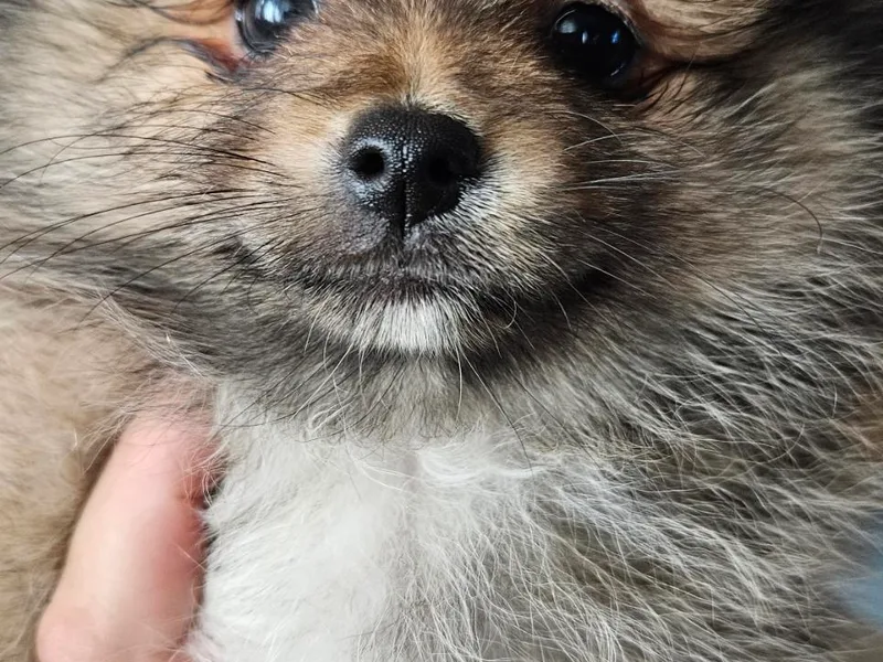 ADKPOM Adirondack Pomeranians