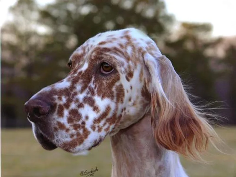 Admiralty English Setters photo 1