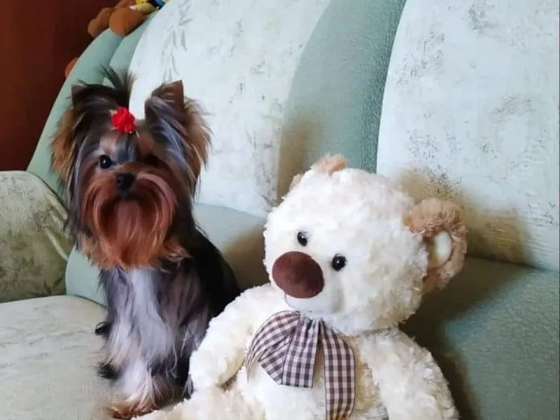 AdmireLondyn Yorkies