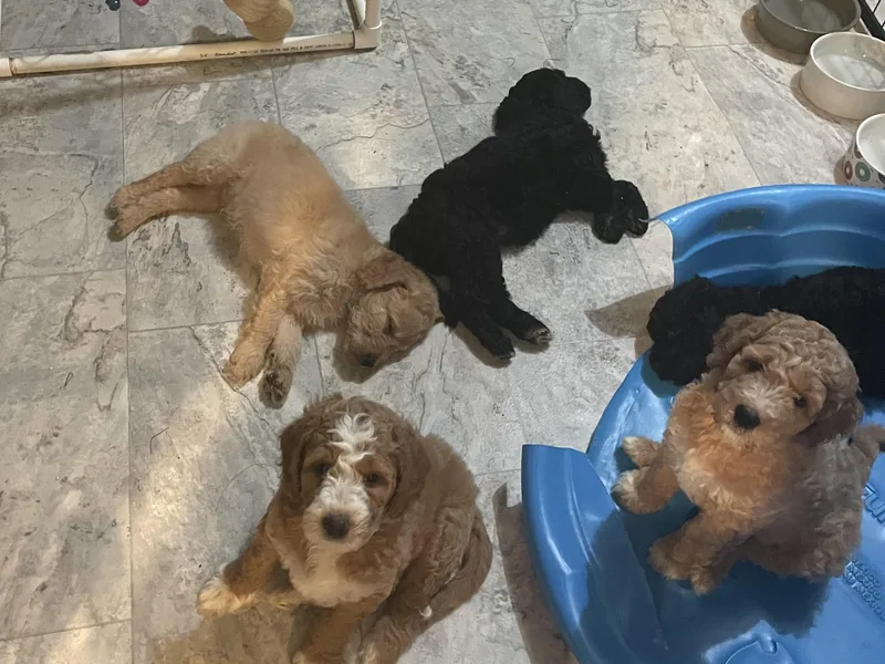 Adorable Aqua AussieDoodles