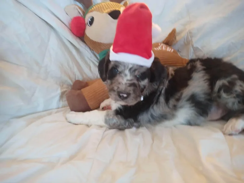 Adorable Aussiedoodles