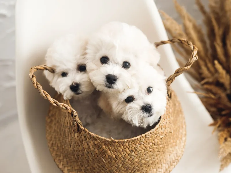 Adorable Bichons