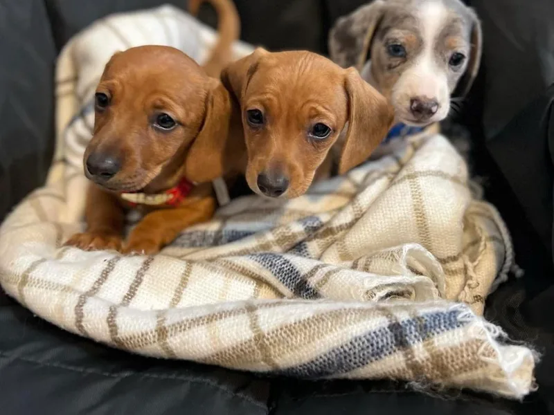 Adorable Dachshunds
