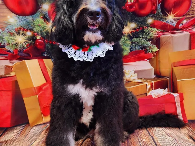 Adorable Dixie Doodles photo 1