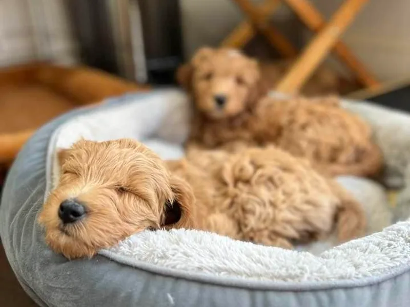 Adorable Doodles of Virginia LLC