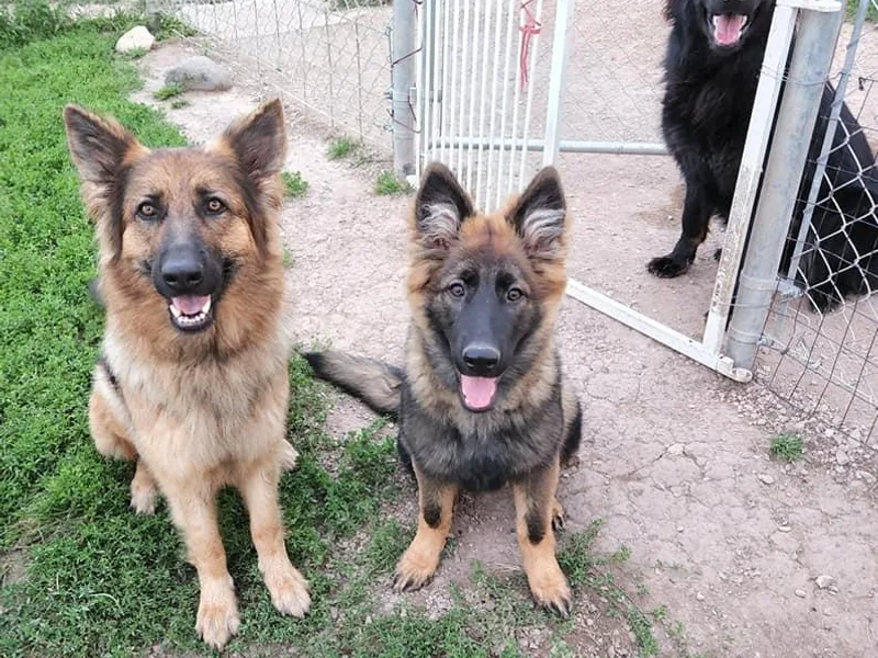 Adorable German Shepherds