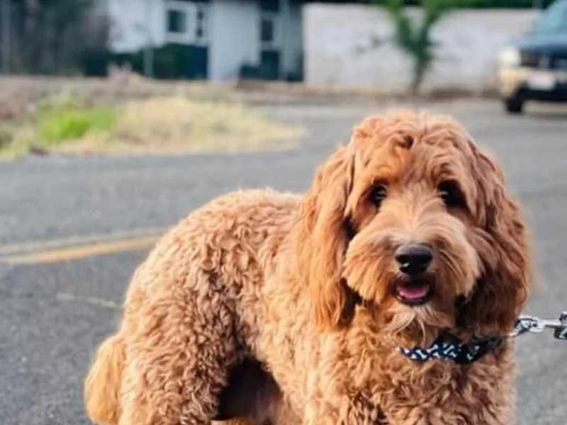 Adorable Labradoodle