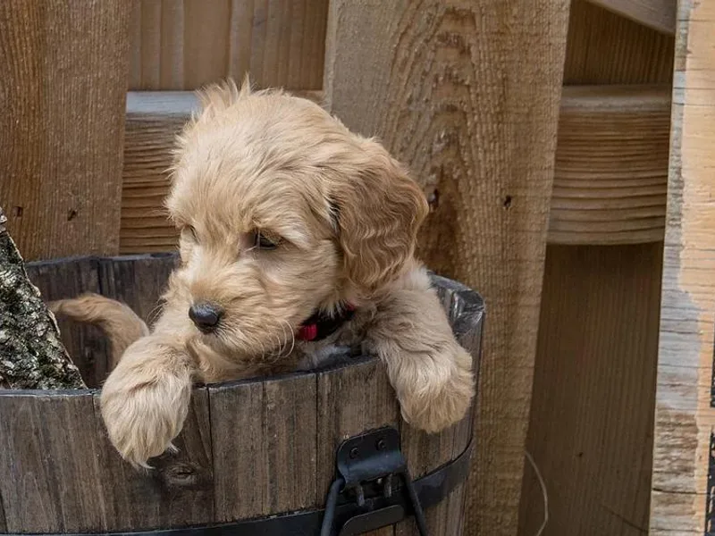 Adorable Lovable Mini Doodles