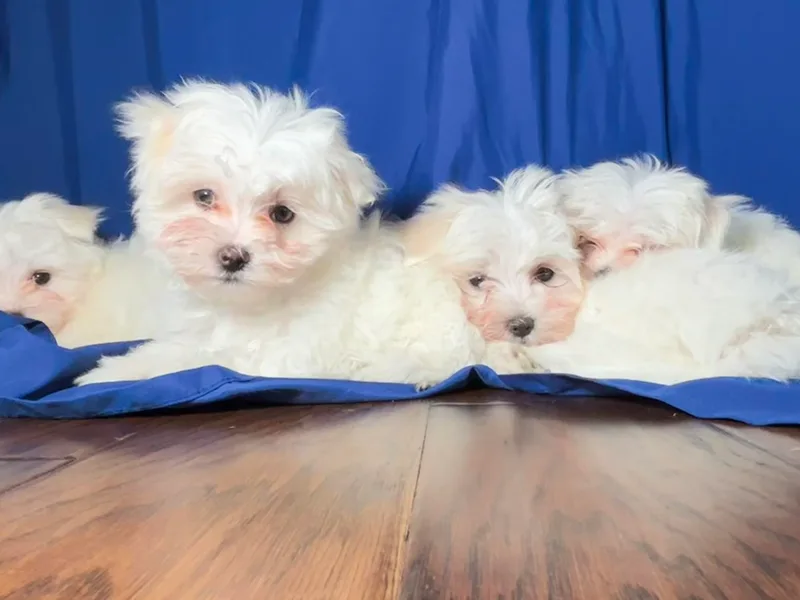 Adorable Maltese Puppies