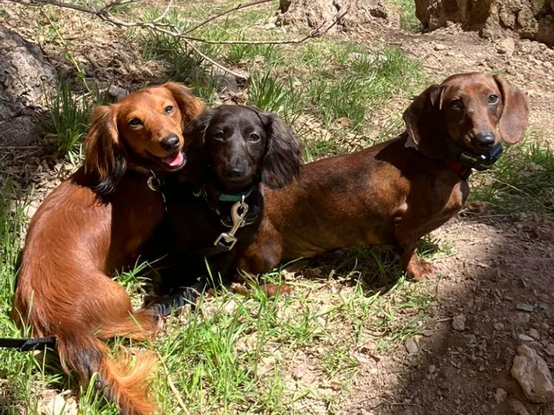 Adorable Mini Dachshund Breeder