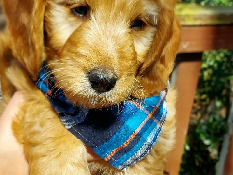 Adorable Mini Doodles LLC