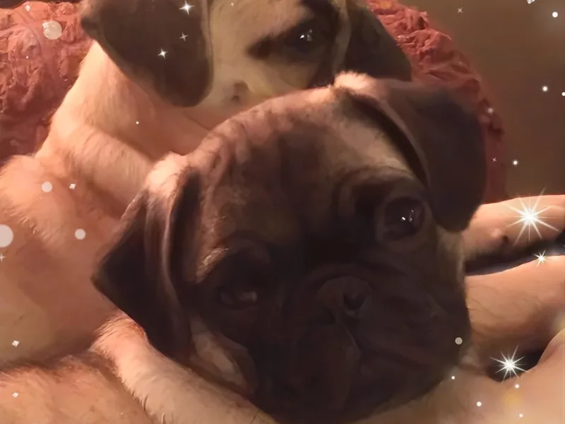 adorable pug puppies