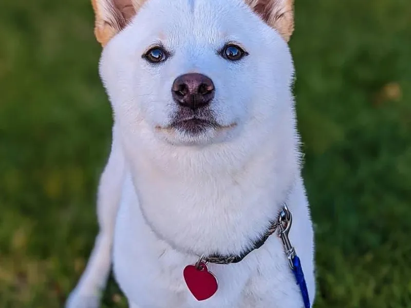 Adorable-Puppies