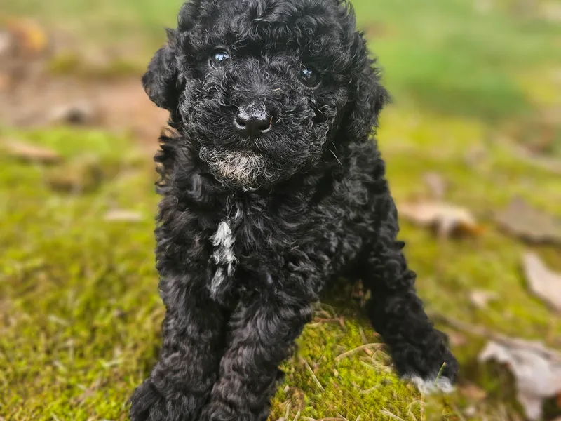Adorable Puppy Poodles