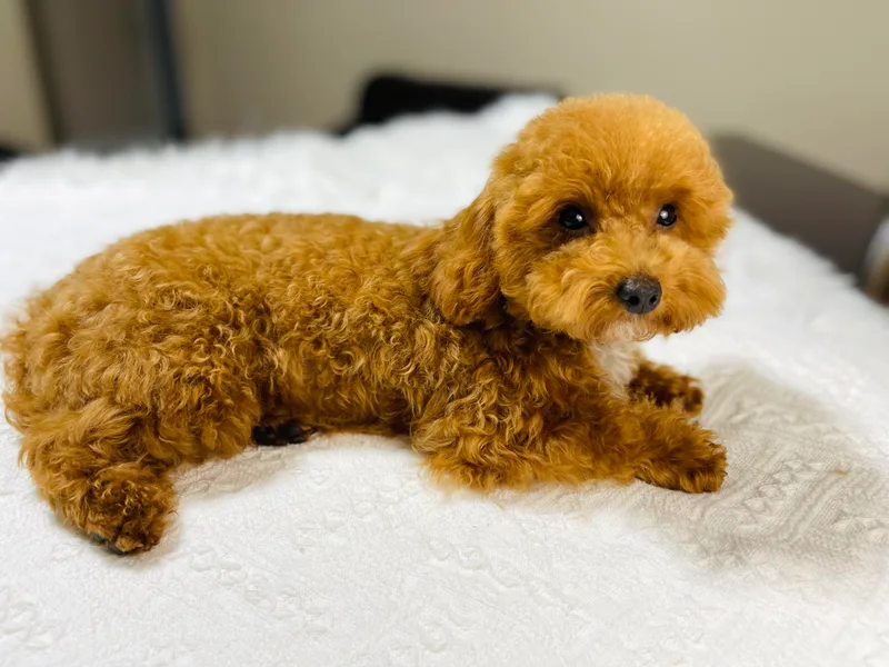 Adorable Toy-Miniature Poodles