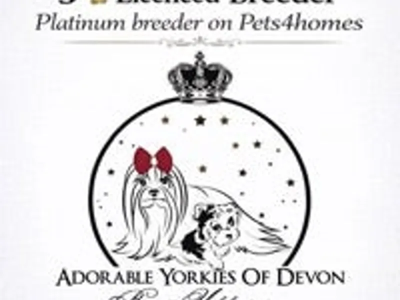 Adorable Yorkies Of Devon photo 1