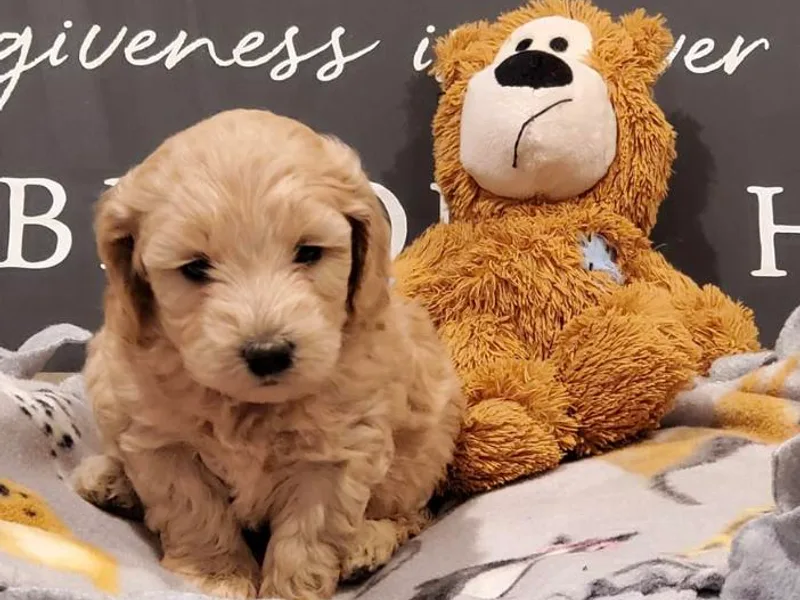 Adorablecritters/ Dare to Doodle