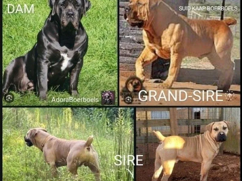 Adoraboerboels photo 1