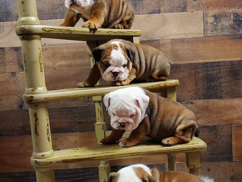 AdoraBull Bulldogs