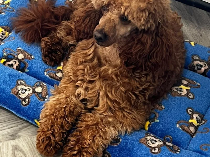 Adorare Poodles / Pride of Bully photo 1