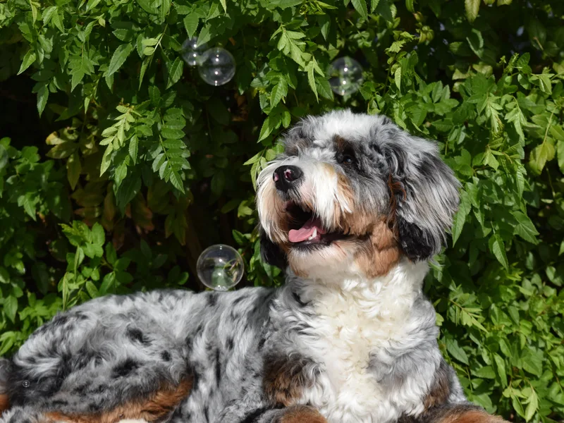 Adored Poodle &amp; Doodles photo 1