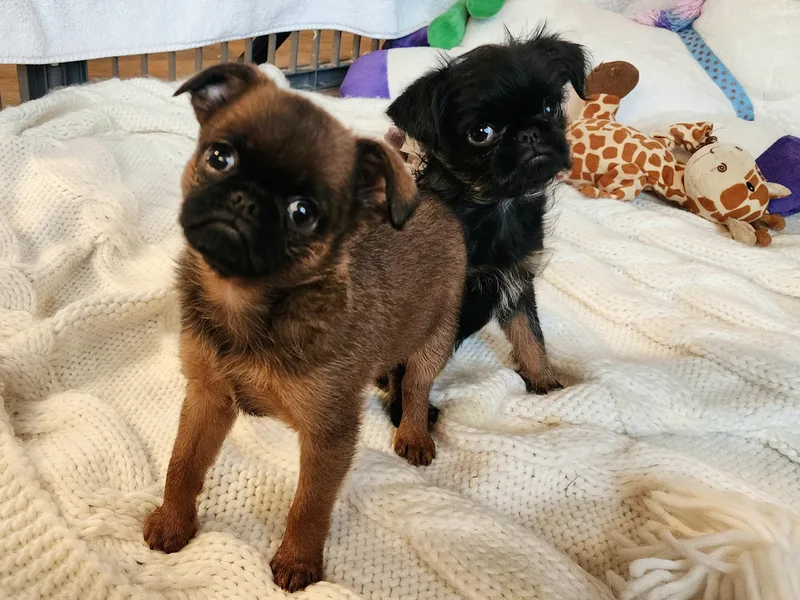 Adornare Kennels photo 1