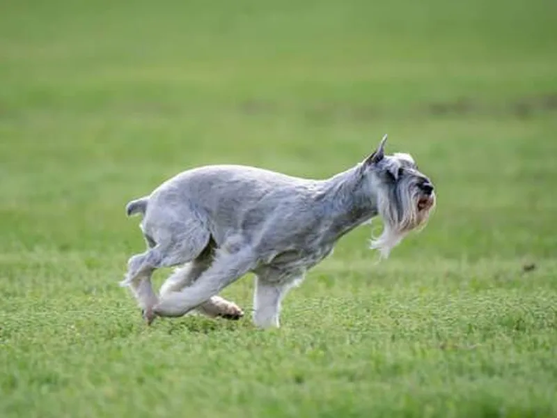 Adrastia Standard Schnauzers photo 1