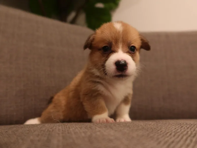 Adrian's Pembroke Welsh Corgis