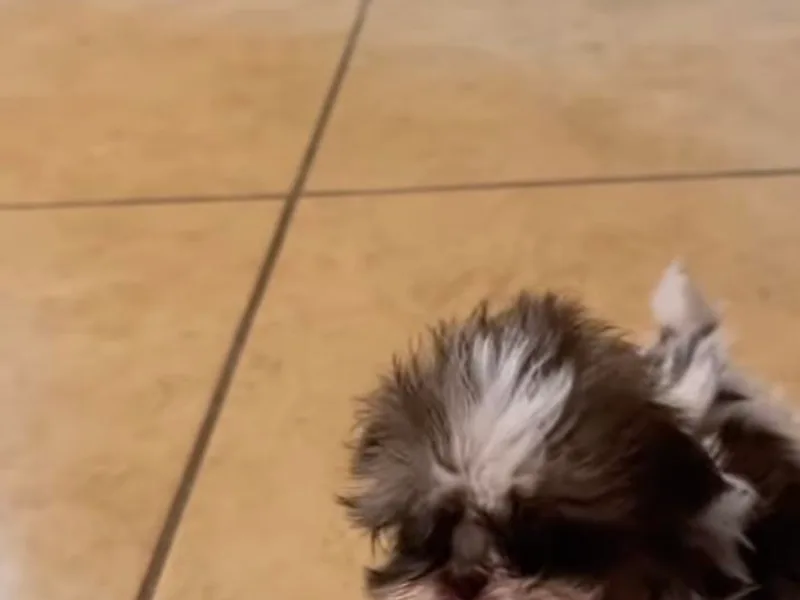 Adriana Chavez's Cocker Spaniels Poodles and Shih Tzu